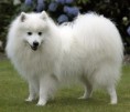 /album/other-breed-gallery/japanese-spitz-jpg/